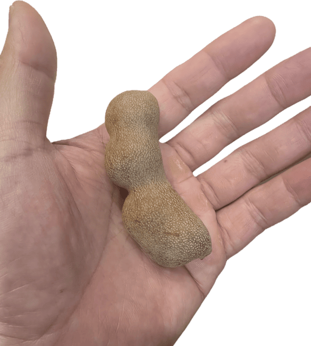 타마린드(Tamarind)